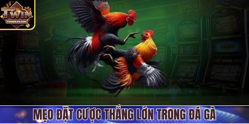Mẹo đặt cược thắng lớn trong đá gà