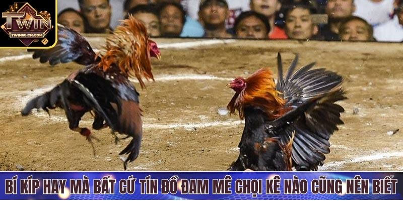 Đá Gà Trên Casino - Trải Nghiệm Giải Trí Thú Vị Cho Bạn Bí kíp hay mà bất cứ tín đồ đam mê chọi kê nào cũng nên biết