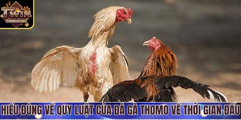 Hiểu đúng về quy luật của đá gà Thomo về thời gian đấu