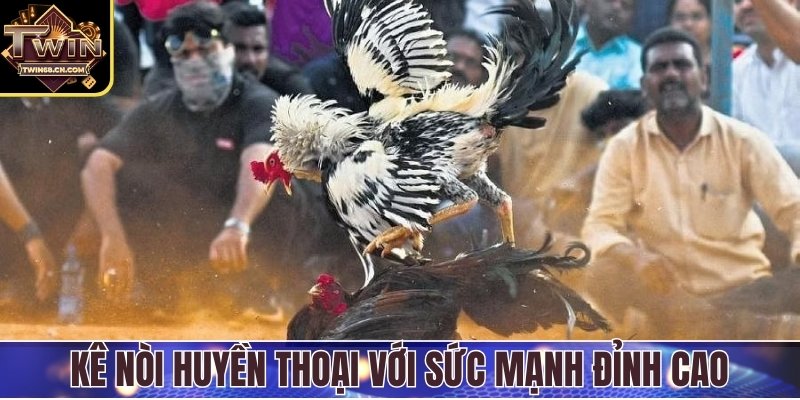 Kê nòi huyền thoại với sức mạnh, kỹ thuật đỉnh cao