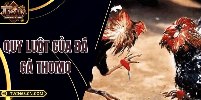 Quy Luật Của Đá Gà Thomo - Thông Tin Hữu Ích Cho Tân Thủ
