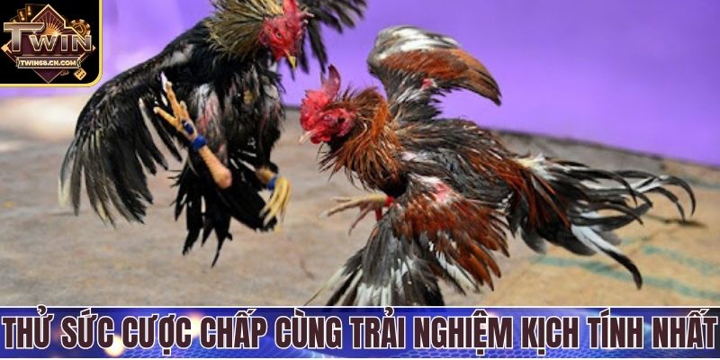 Trường Gà Campuchia - Thiên Đường Chọi Kê Sôi Động Nhất Thử sức cược chấp cùng trải nghiệm kịch tính nhất