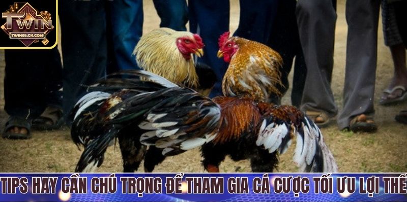 Tips hay cần chú trọng để tham gia cá cược tối ưu lợi thế