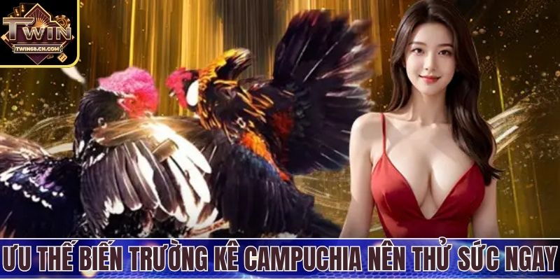 Trường Gà Campuchia - Thiên Đường Chọi Kê Sôi Động Nhất Ưu thế biến trường gà Campuchia nên thử sức ngay